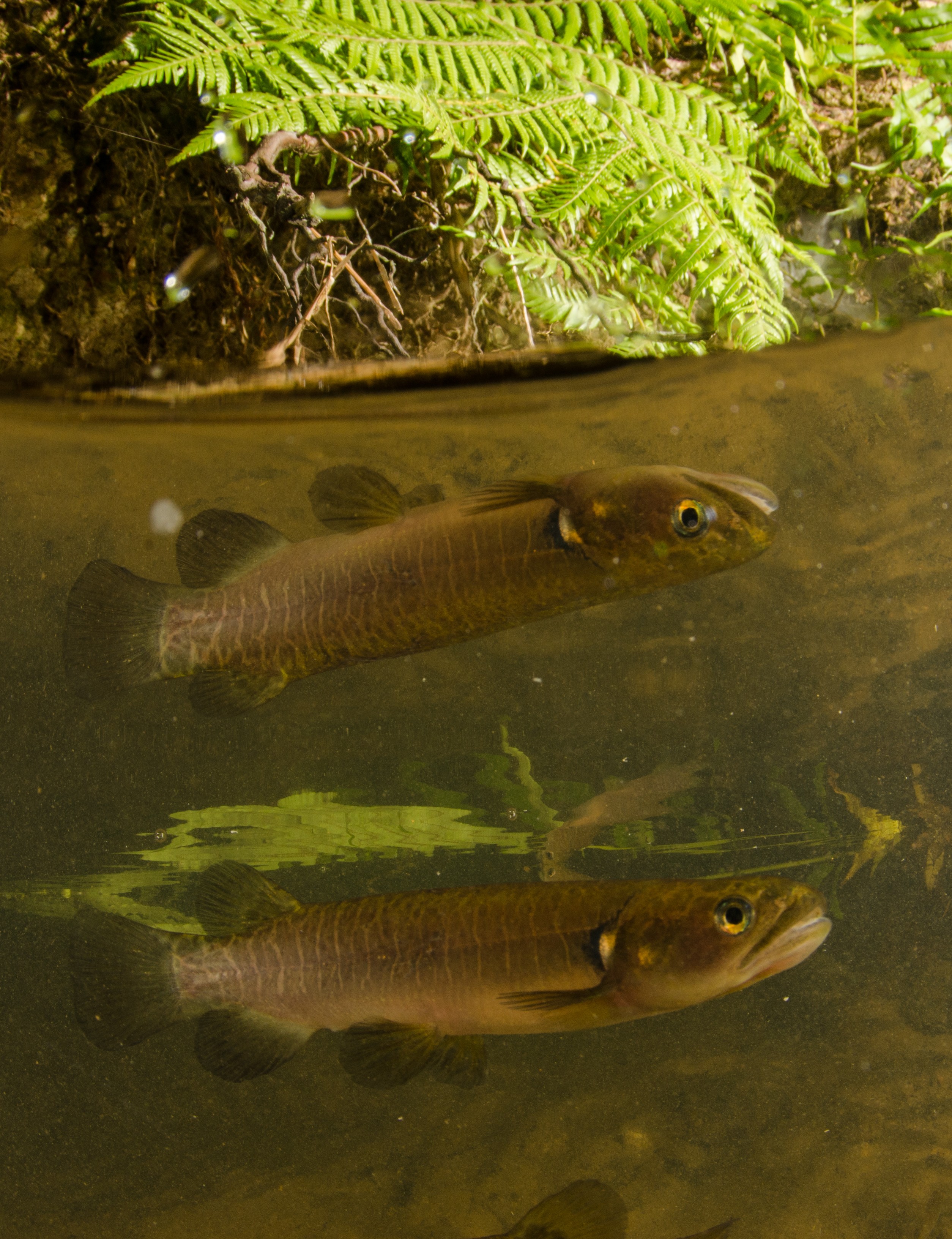 DSC_5336 – Banded, kokopu, Galaxias, fasciatus, home, kaiatea, stream, Crispin, new, zealand, new zealand, freshwater, streams, stream, rivers, galaxid